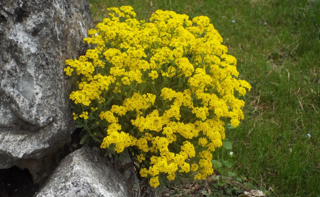 Aurinia saxatilis  (Brassicaceae)