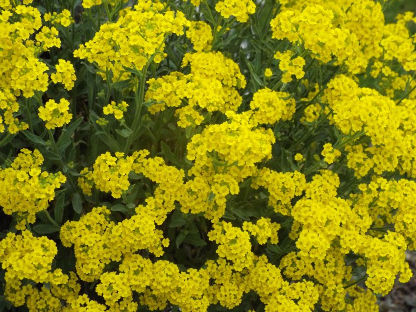 Aurinia saxatilis  (Brassicaceae)