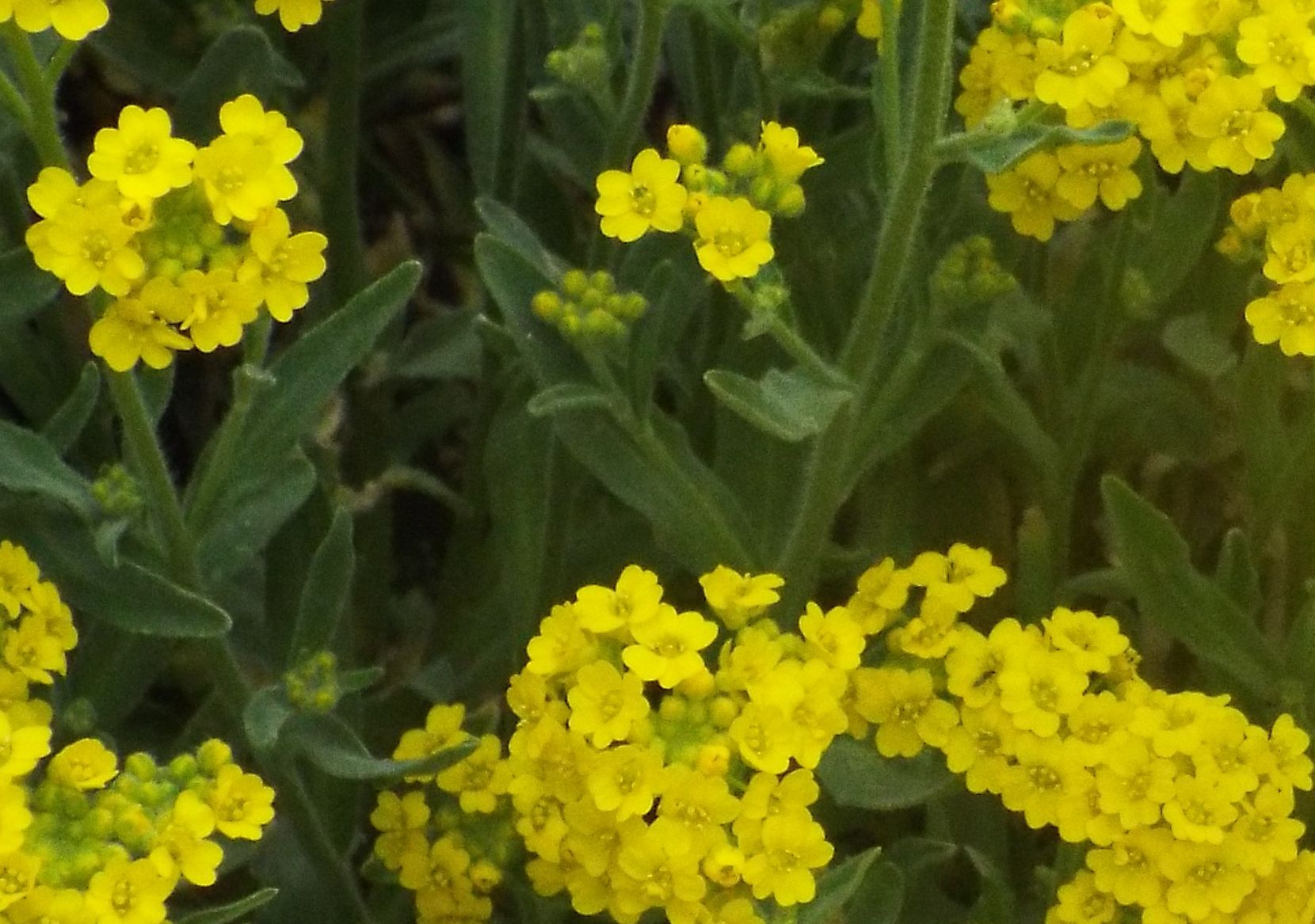 Aurinia saxatilis  (Brassicaceae)