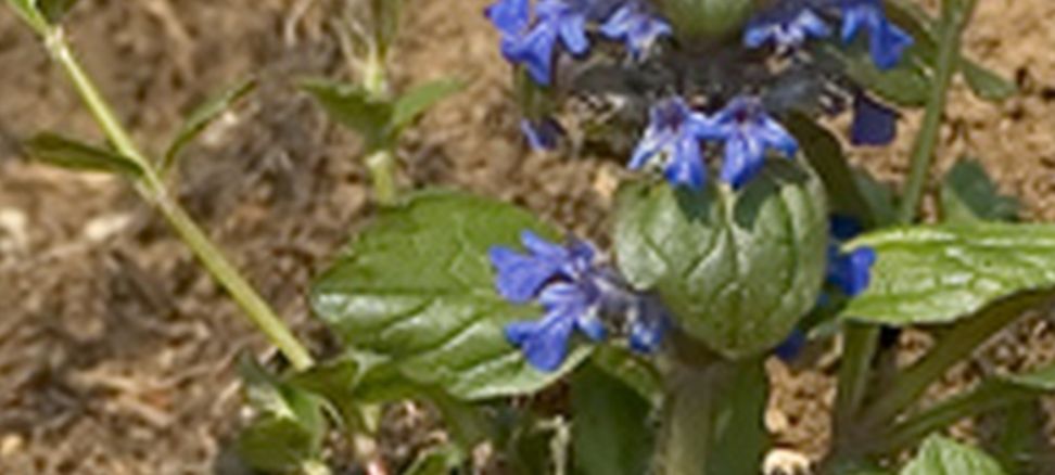 Ajuga reptans (Lamiaceae)