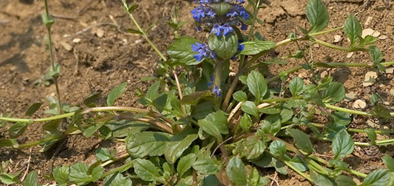 Ajuga reptans (Lamiaceae)