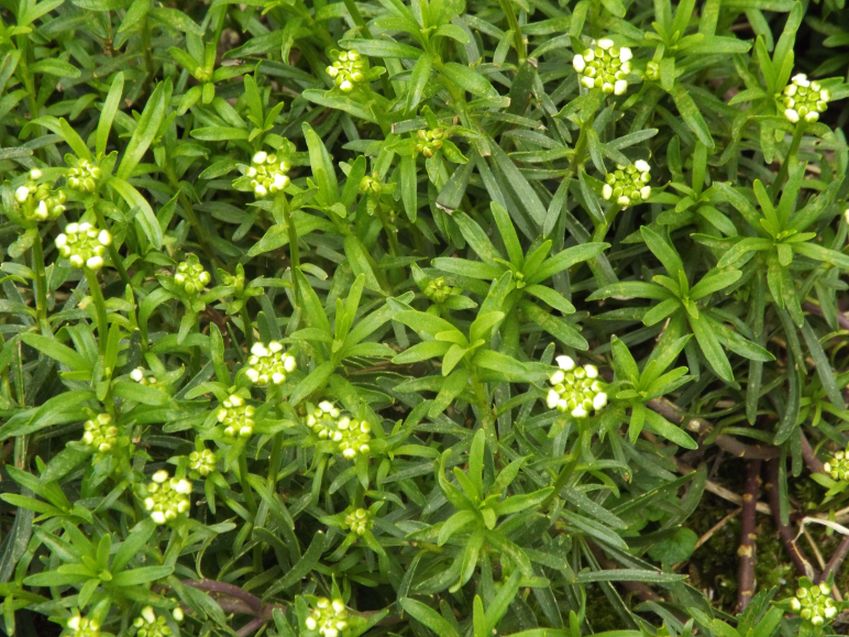 Iberis sempervirens (Brassicaceae)