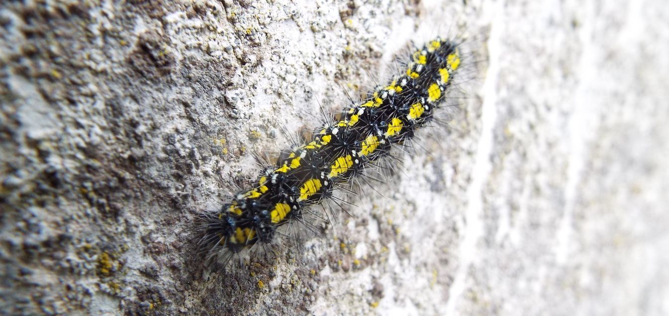 Bruco tricolore:  Callimorpha dominula (Erebidae Arctiinae)