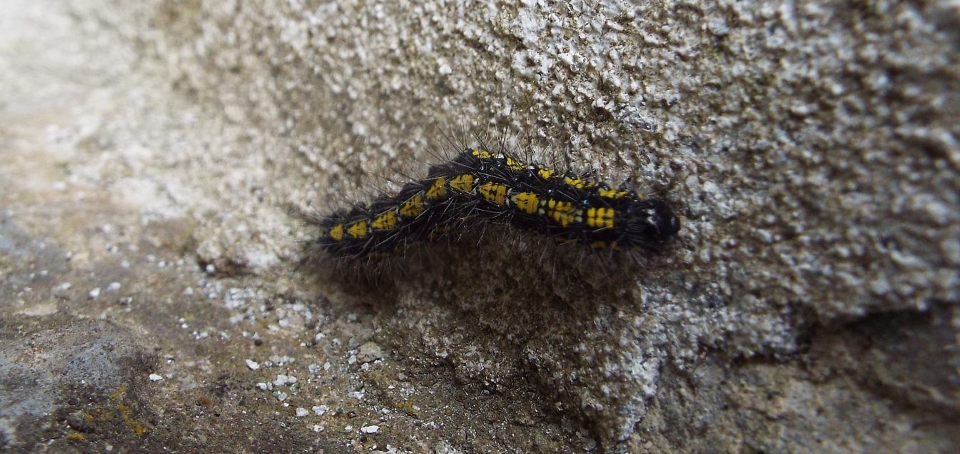 Bruco tricolore:  Callimorpha dominula (Erebidae Arctiinae)