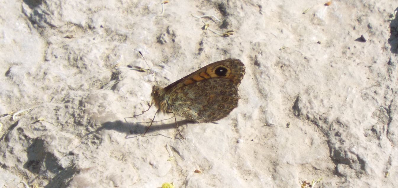 Lasiommata megera (Nymphalidae Satyrinae), maschio