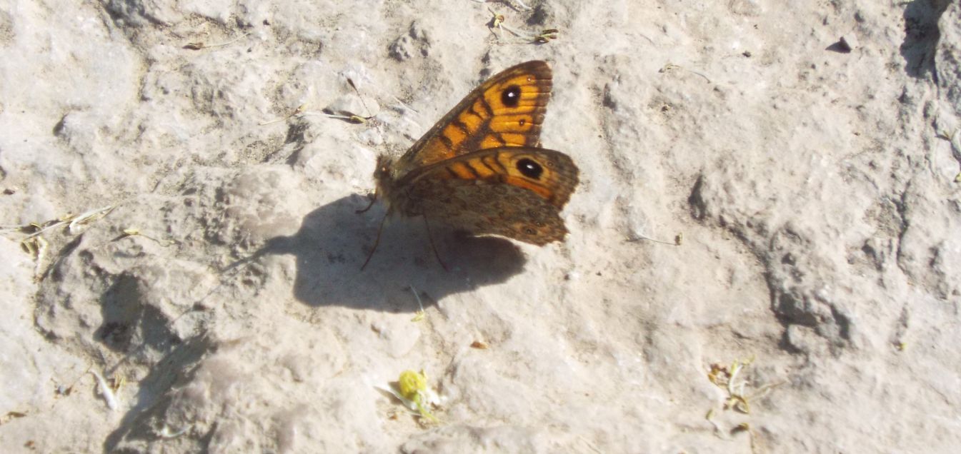 Lasiommata megera (Nymphalidae Satyrinae), maschio