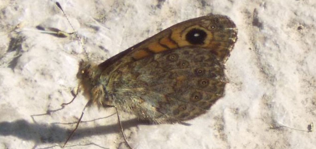 Lasiommata megera (Nymphalidae Satyrinae), maschio