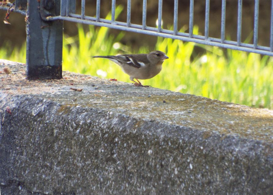 Fringuello  (Fringilla coelebs) maschio?  No,...femmina!