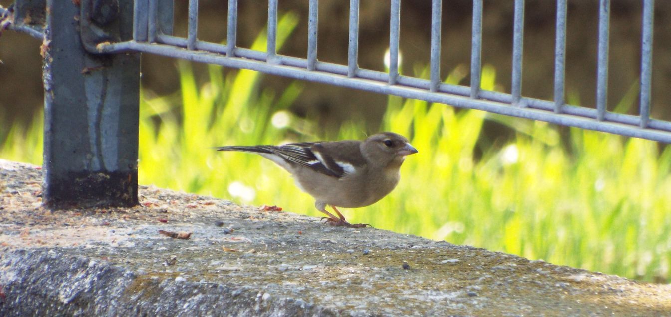 Fringuello  (Fringilla coelebs) maschio?  No,...femmina!