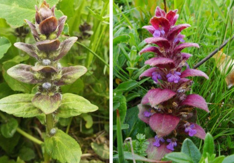 Ajuga reptans (Lamiaceae)