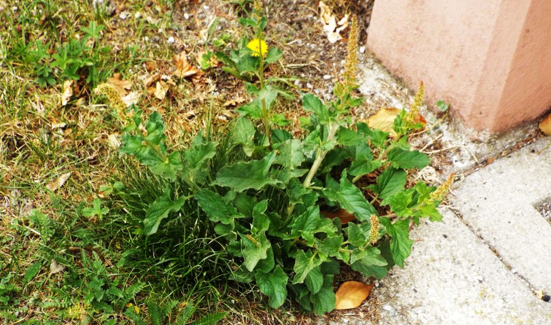 E'' un Rumex ?  No, Chenopodium bonus-henricus (Chenopodiaceae)