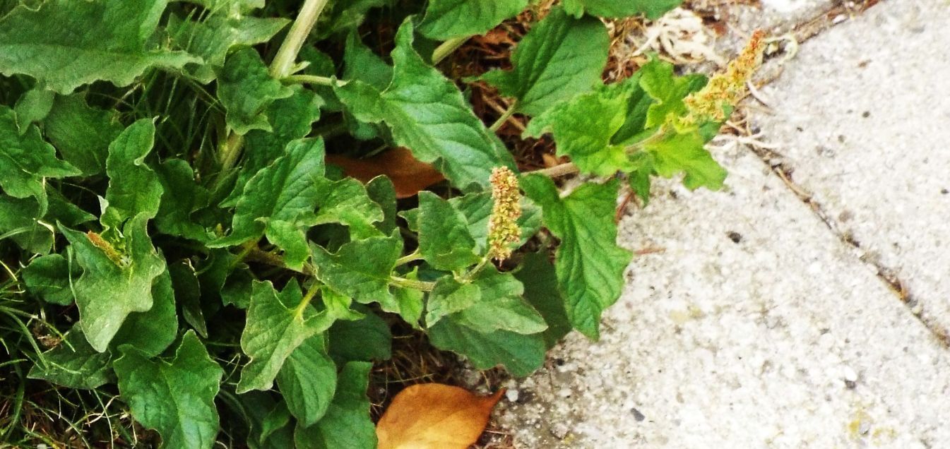 E'' un Rumex ?  No, Chenopodium bonus-henricus (Chenopodiaceae)