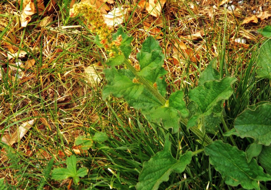 E'' un Rumex ?  No, Chenopodium bonus-henricus (Chenopodiaceae)