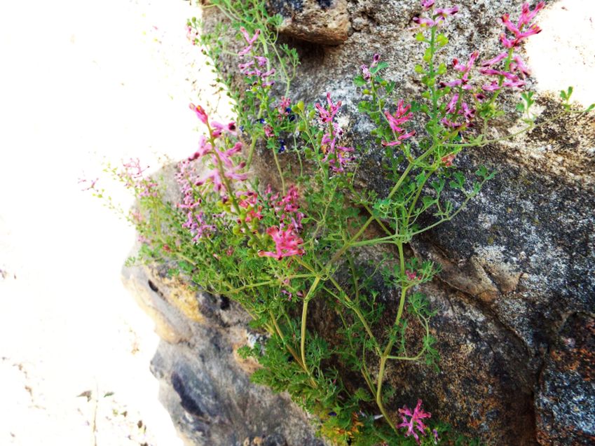 Fumaria officinalis s.l. (Papaveraceae)