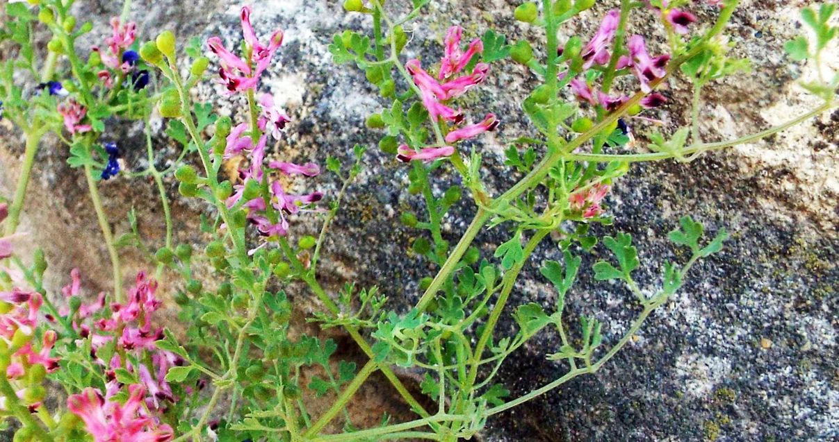 Fumaria officinalis s.l. (Papaveraceae)