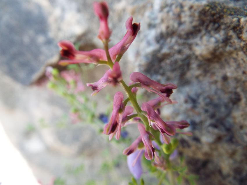 Fumaria officinalis s.l. (Papaveraceae)