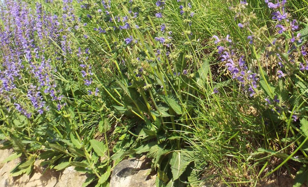 Salvia pratensis (Lamiaceae)