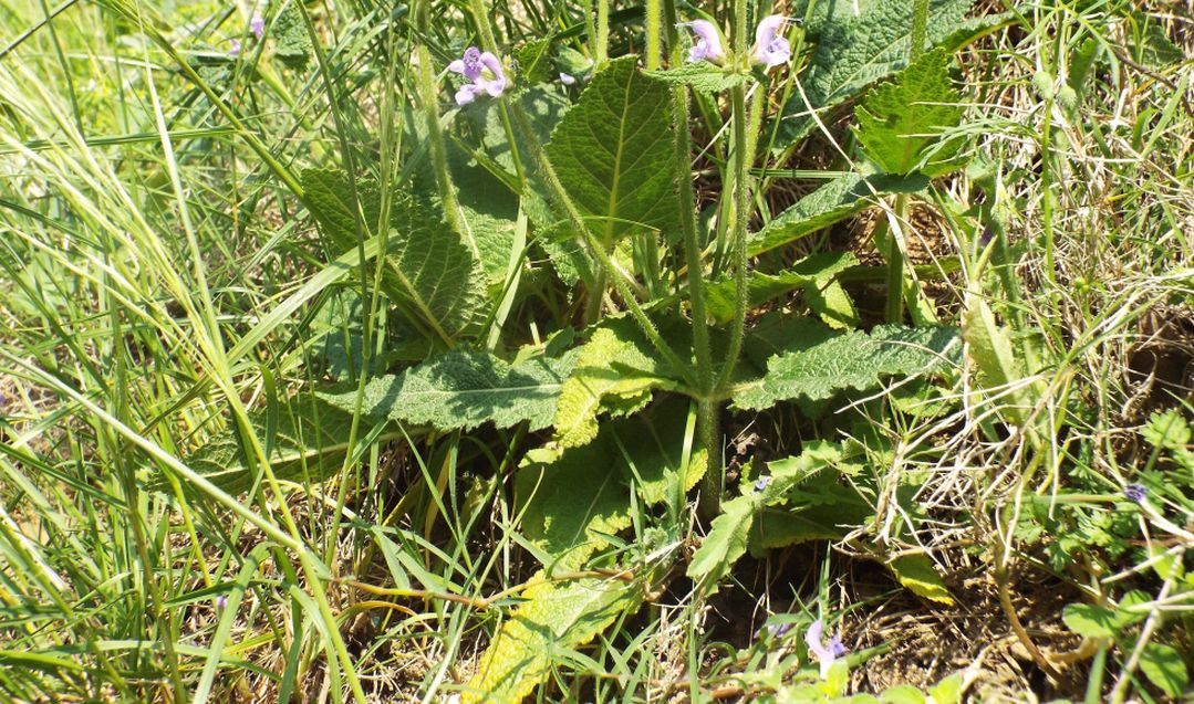 Salvia pratensis (Lamiaceae)