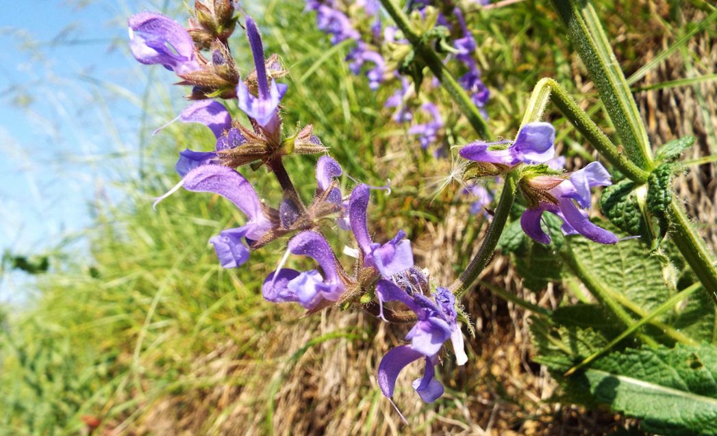 Salvia pratensis (Lamiaceae)