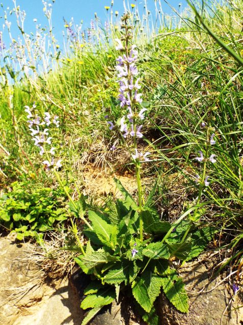 Salvia pratensis (Lamiaceae)