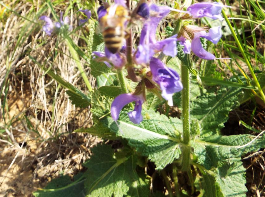 Salvia pratensis (Lamiaceae)