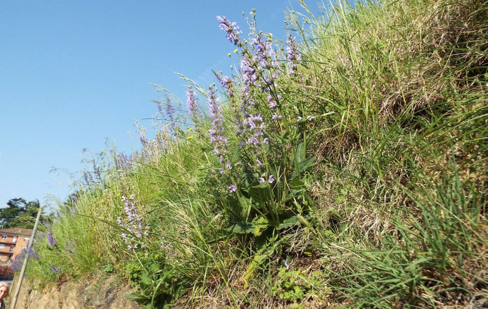 Salvia pratensis (Lamiaceae)