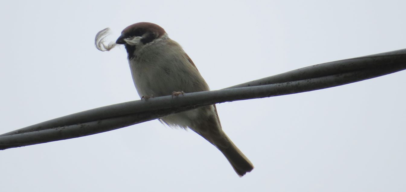 Da identificare:  Passera mattugia (Passer montanus)