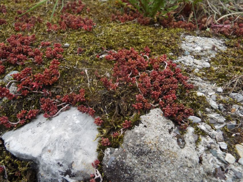 Sedum album (Crassulaceae)