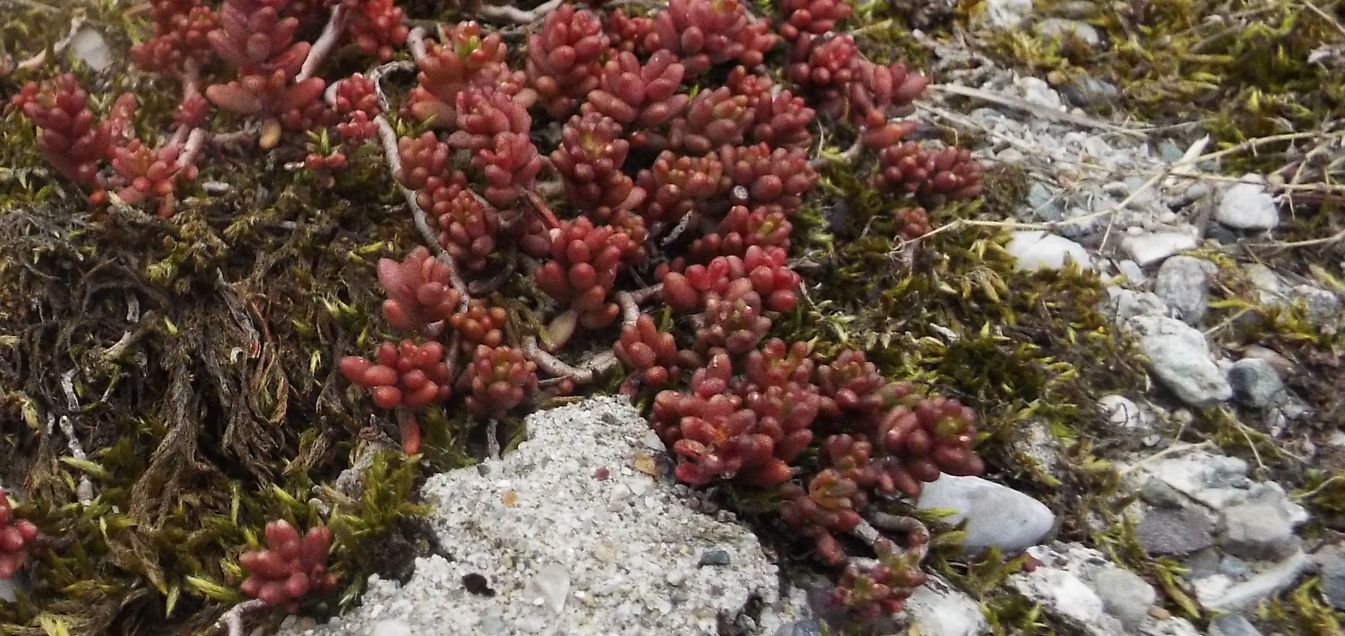 Sedum album (Crassulaceae)