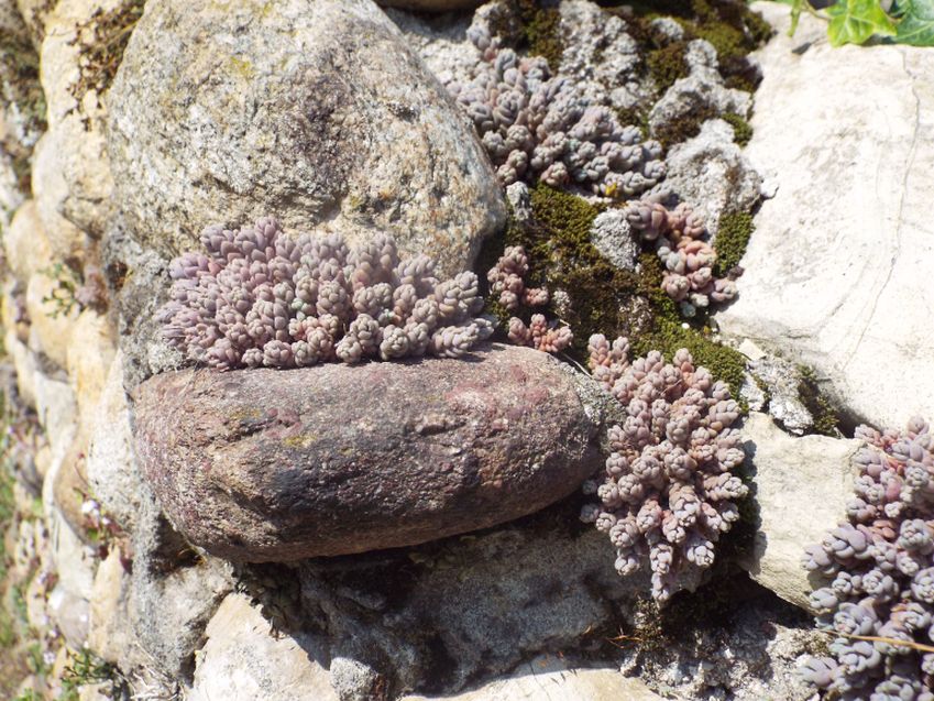 Sedum dasyphyllum (Crassulaceae)