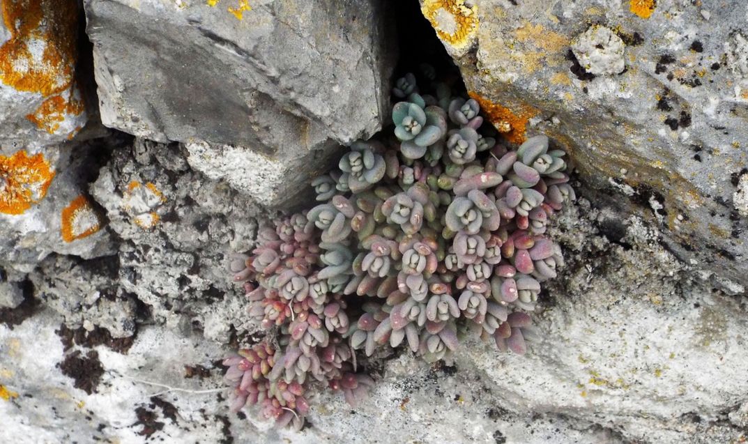 Sedum dasyphyllum (Crassulaceae)