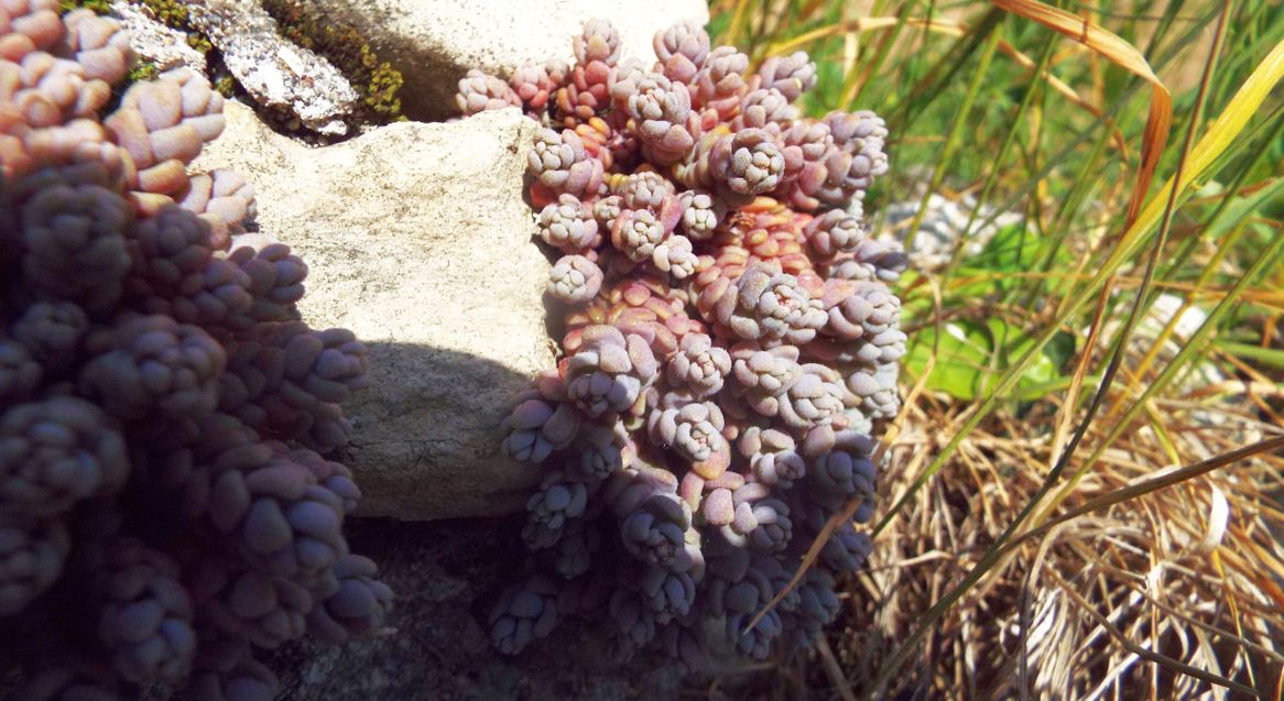 Sedum dasyphyllum (Crassulaceae)