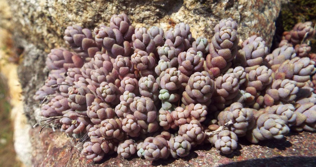 Sedum dasyphyllum (Crassulaceae)