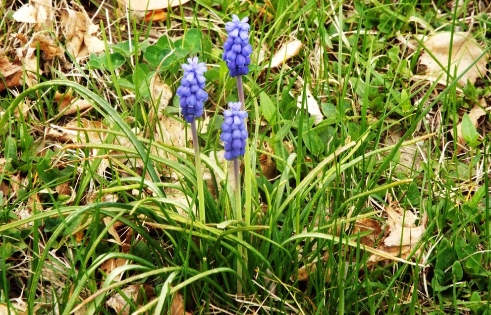 Muscari neglectum (Asparagaceae)