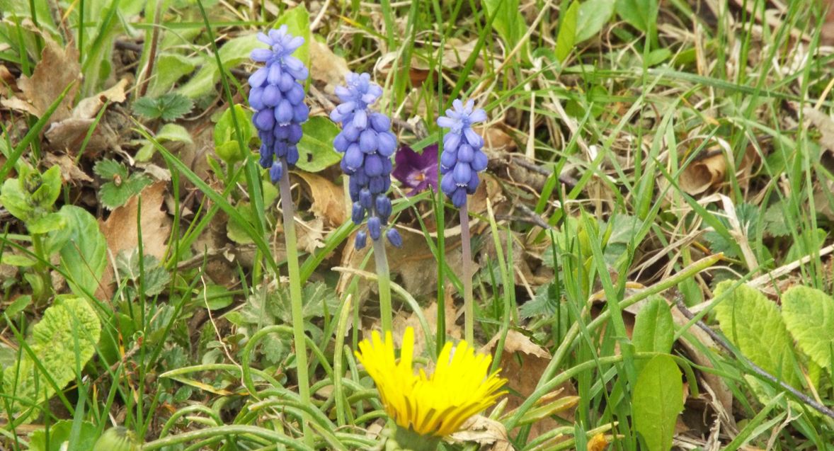 Muscari neglectum (Asparagaceae)