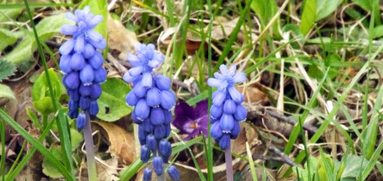 Muscari neglectum (Asparagaceae)