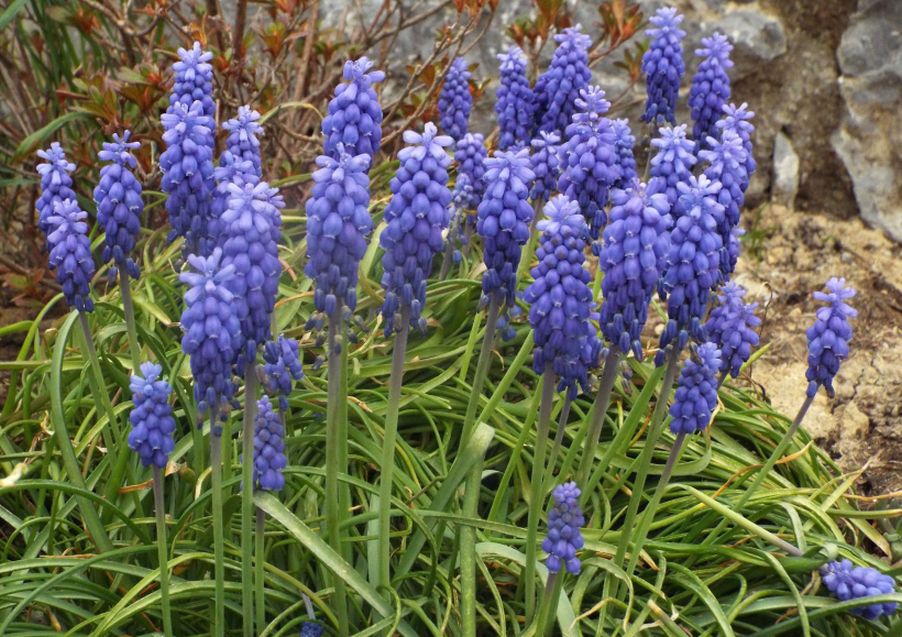 Muscari neglectum (Asparagaceae)