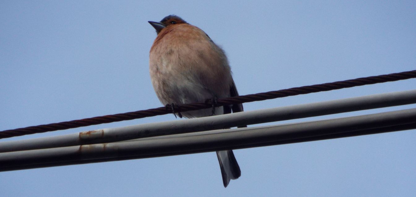 Un altro Codirosso comune?  No, Fringuello (Fringilla coelebs), maschio