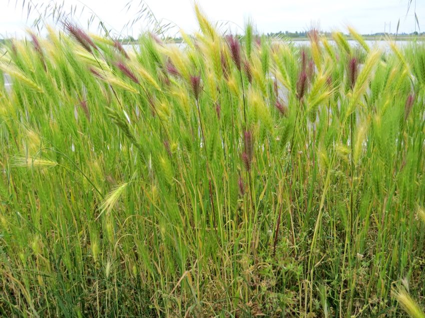 Hordeum murinum (Poaceae)