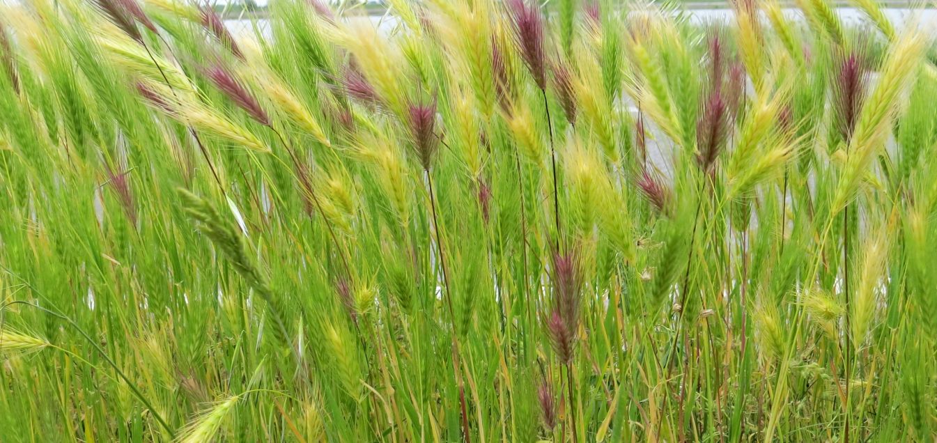 Hordeum murinum (Poaceae)