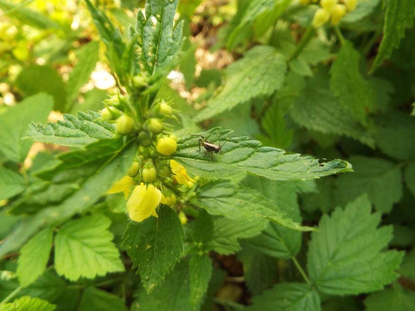 Neanide di Tettigoniidae