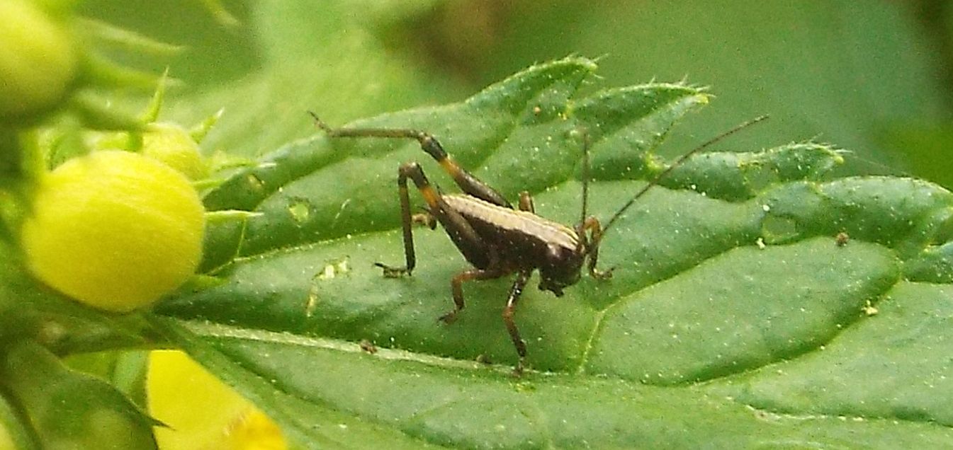 Neanide di Tettigoniidae