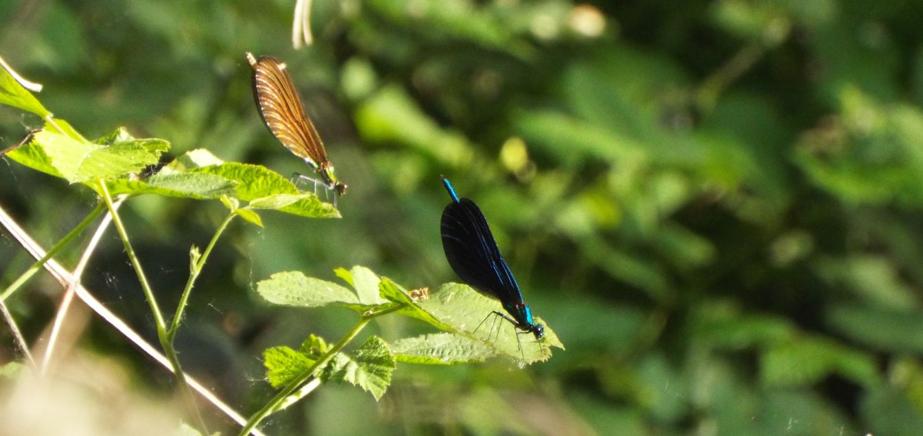 Calopteryx virgo maschio e femmina