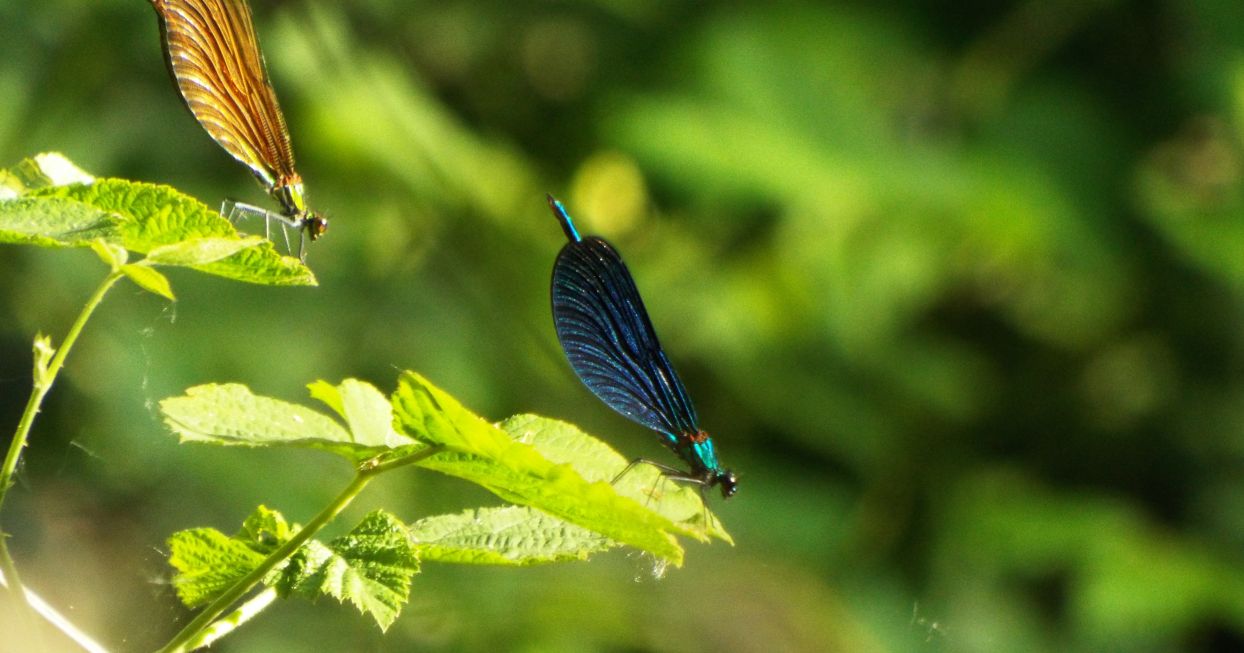 Calopteryx virgo maschio e femmina