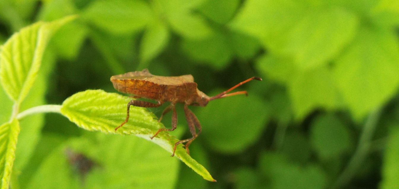 Coreidae: Coreus marginatus