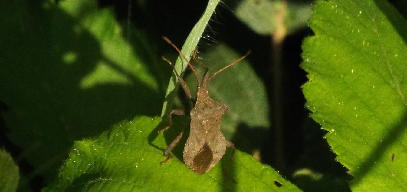 Coreidae: Coreus marginatus