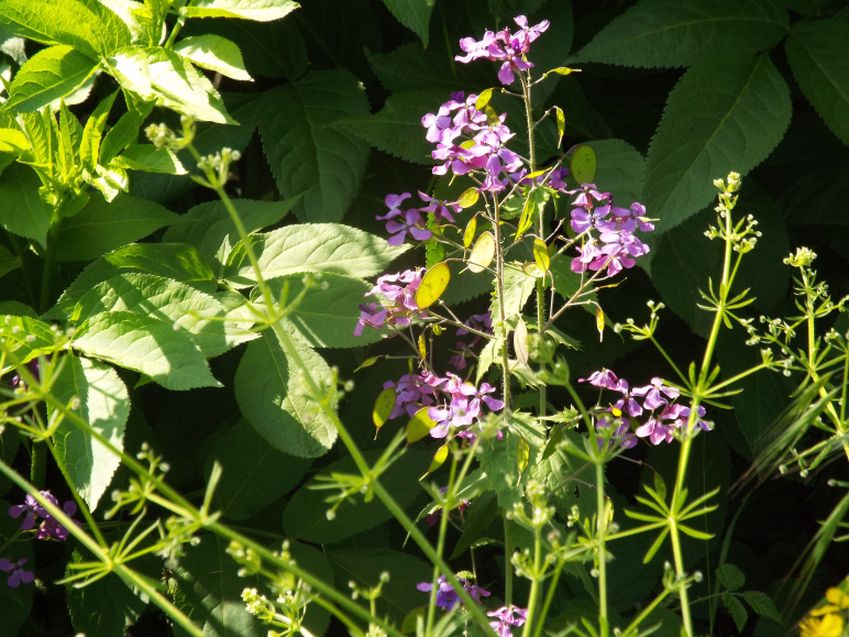 Lunaria annua (Brassicaceae) ?  S !