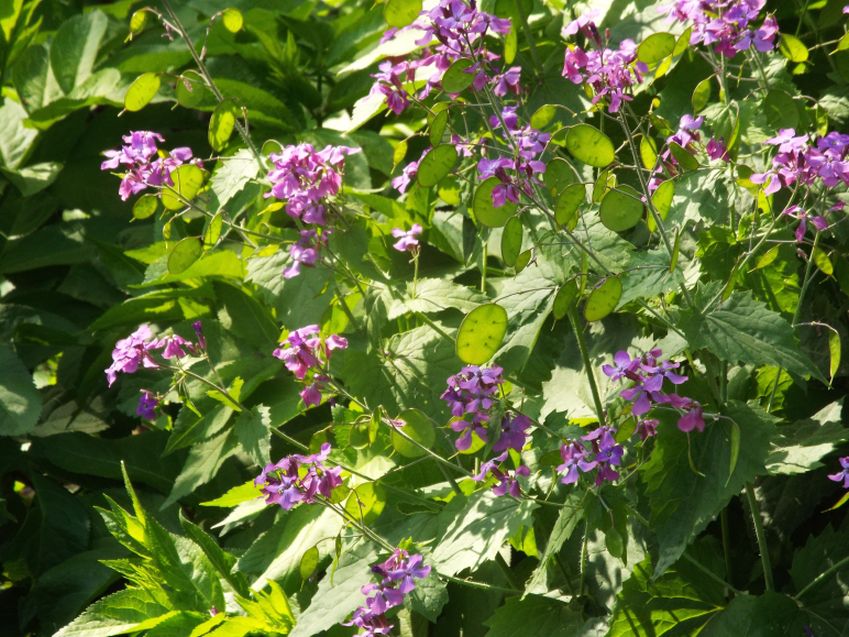 Lunaria annua (Brassicaceae) ?  S !