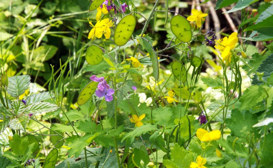 Lunaria annua (Brassicaceae) ?  S !