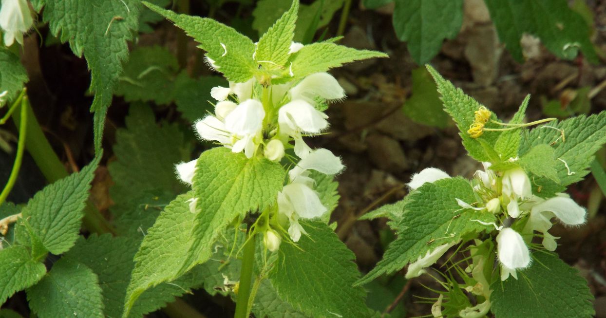 Lamium album e Lamium galeobdolon